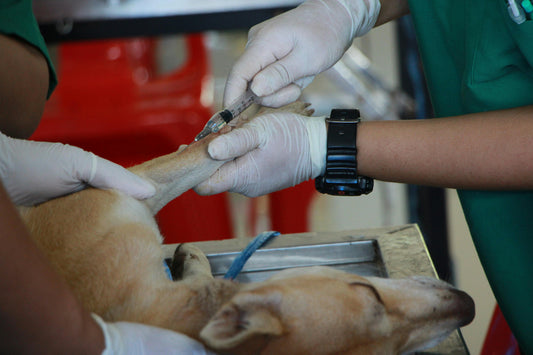 Een dierenarts onderzoekt een blije hond op een behandeltafel in een moderne dierenkliniek